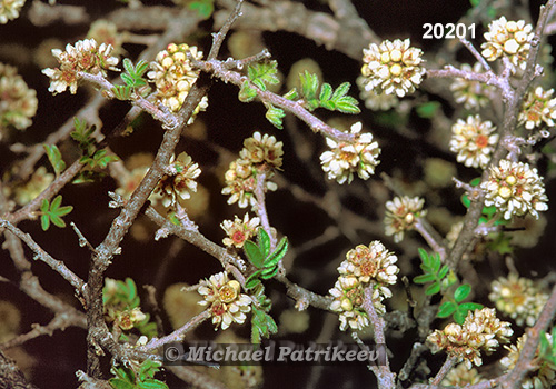 Little-leaved Sumac (Rhus microphylla)